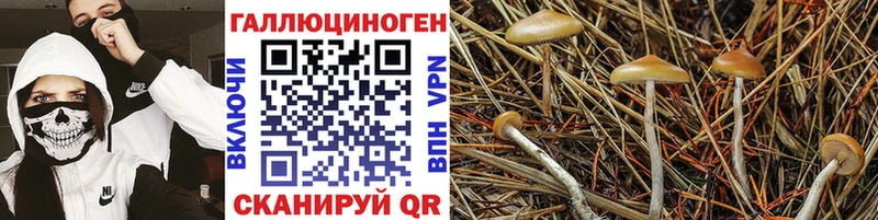 Псилоцибиновые грибы мицелий  Городовиковск 